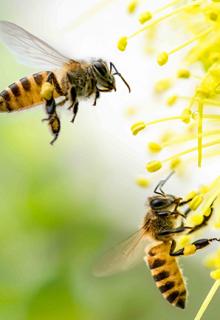 perfecta Fenster - Aktuelles - Bienenfreundlicher Garten