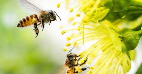 perfecta Fenster - Aktuelles - Bienenfreundlicher Garten