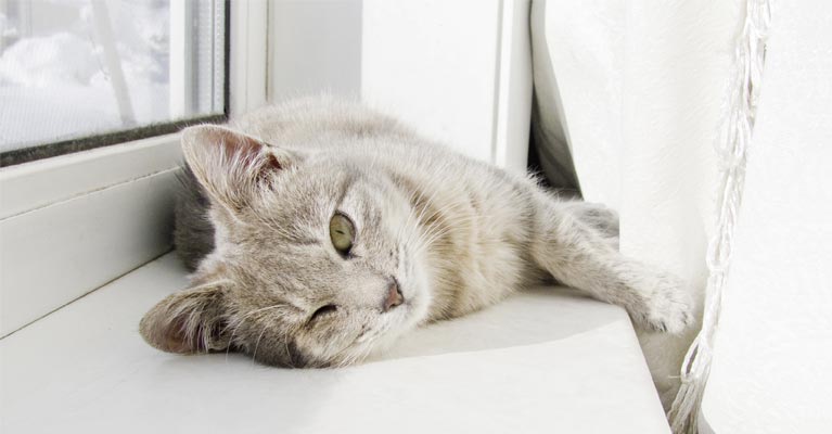 perfecta Fenster & Türen bieten optimalen Schallschutz – das weiß auch diese Katze